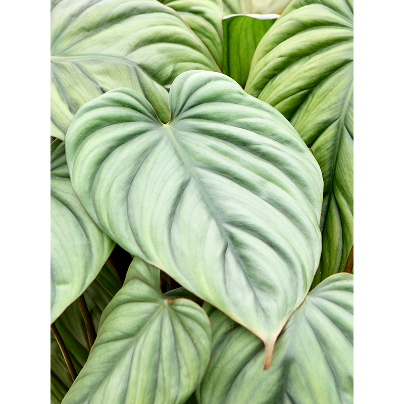 Philodendron Colombia