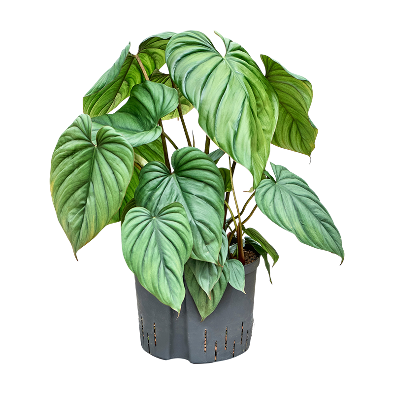 Philodendron Colombia