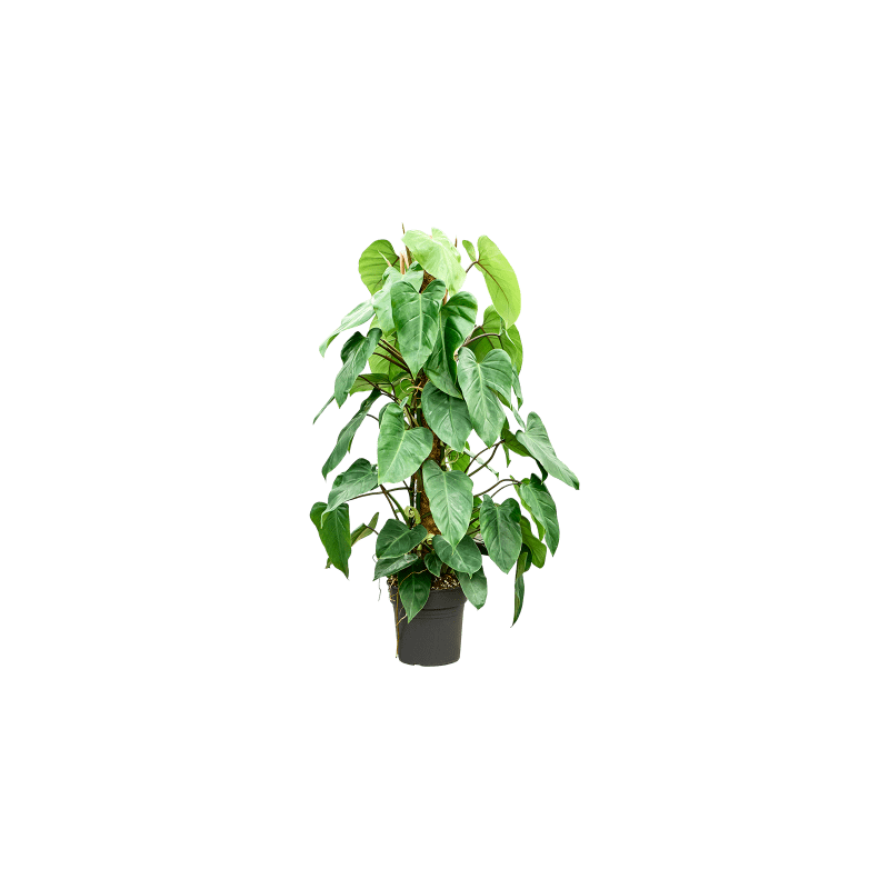 Philodendron Emerald Queen