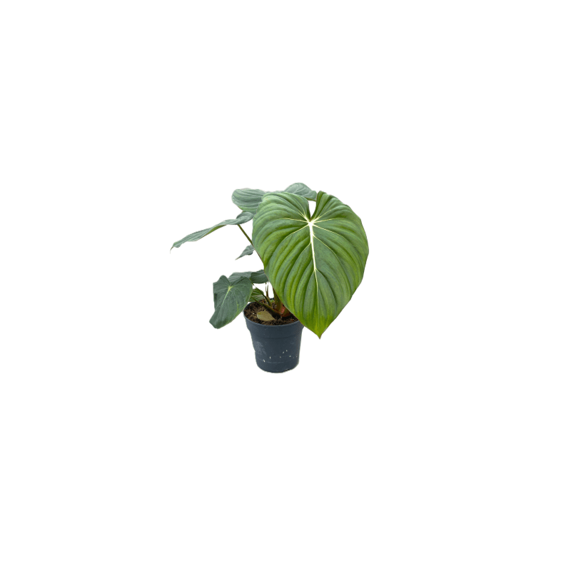 Philodendron gloriosum