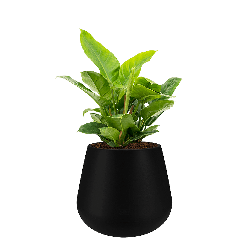 Philodendron Imperial Green in Pure Cone zwart
