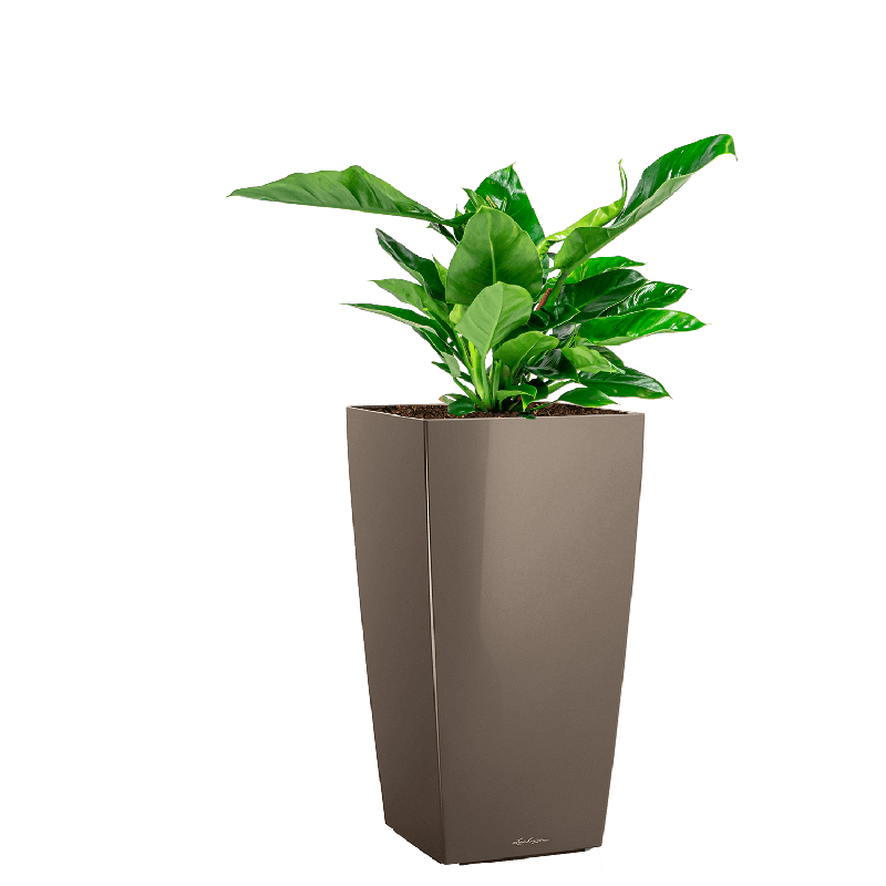 Philodendron Imperial Green in watergevende Cubico taupe