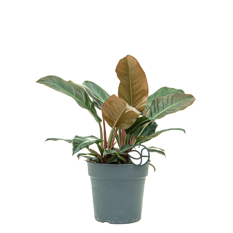 Philodendron Imperial Red 