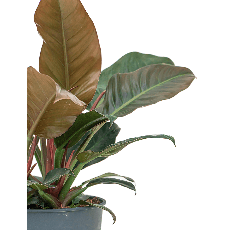 Philodendron Imperial Red 