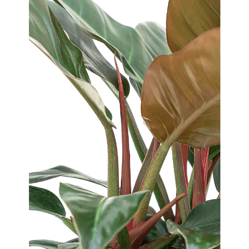 Philodendron Imperial Red hydrocultuur in Runner vierkant zwart