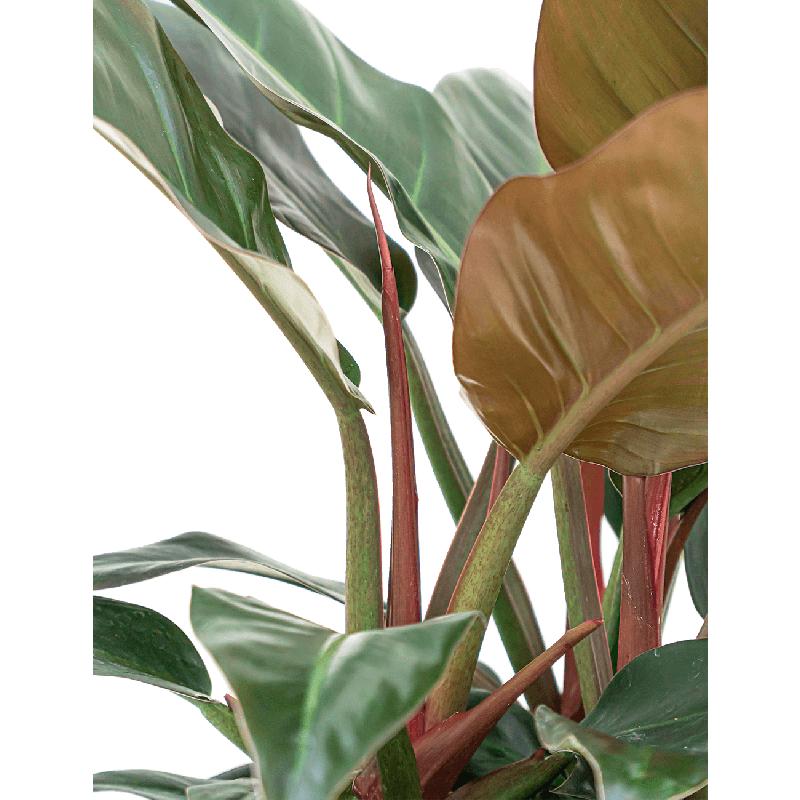 Philodendron Imperial Red in Runner rond antraciet