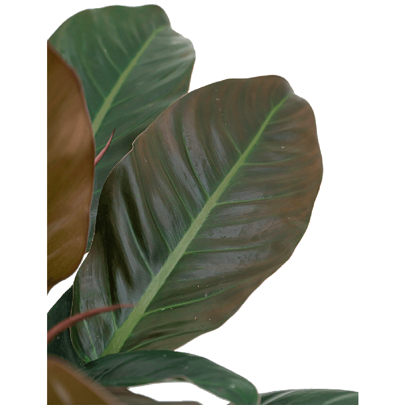 Philodendron Imperial Red hydrocultuur in Runner vierkant antraciet