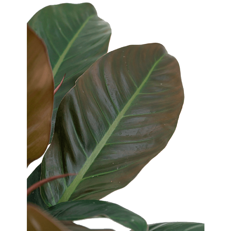 Philodendron Imperial Red 