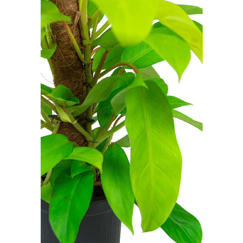 Philodendron Malay Gold mosstok