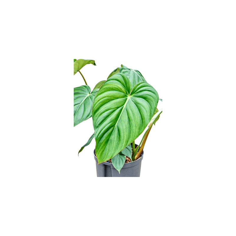 Philodendron Mc Dowell - hydrocultuur
