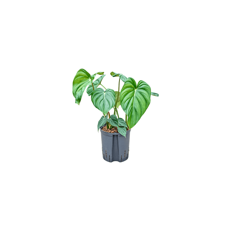 Philodendron Mc Dowell - hydrocultuur