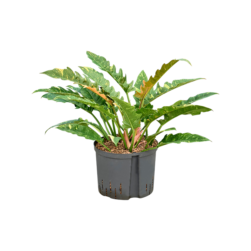 Philodendron Ring of Fire
