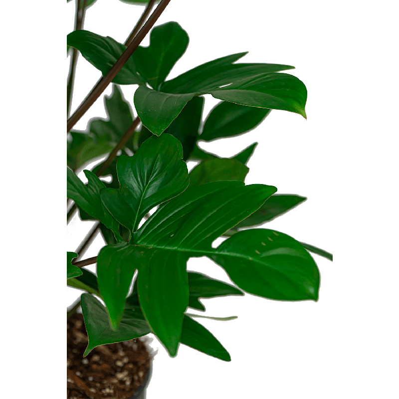 Philodendron Pedatum in Lux Retro Egg zilver