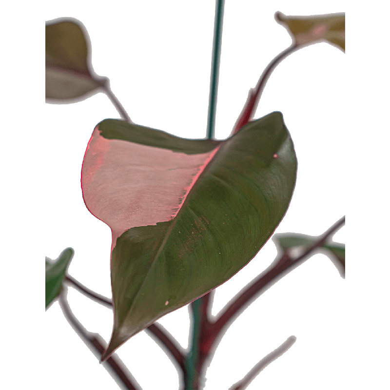 Philodendron Pink Princess