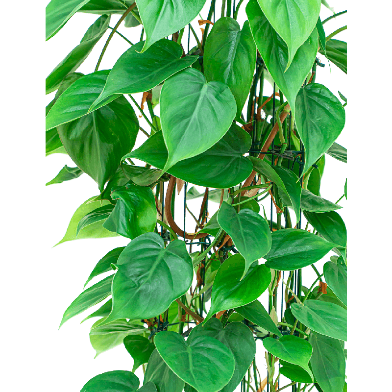 Philodendron Scandens draadzuil 