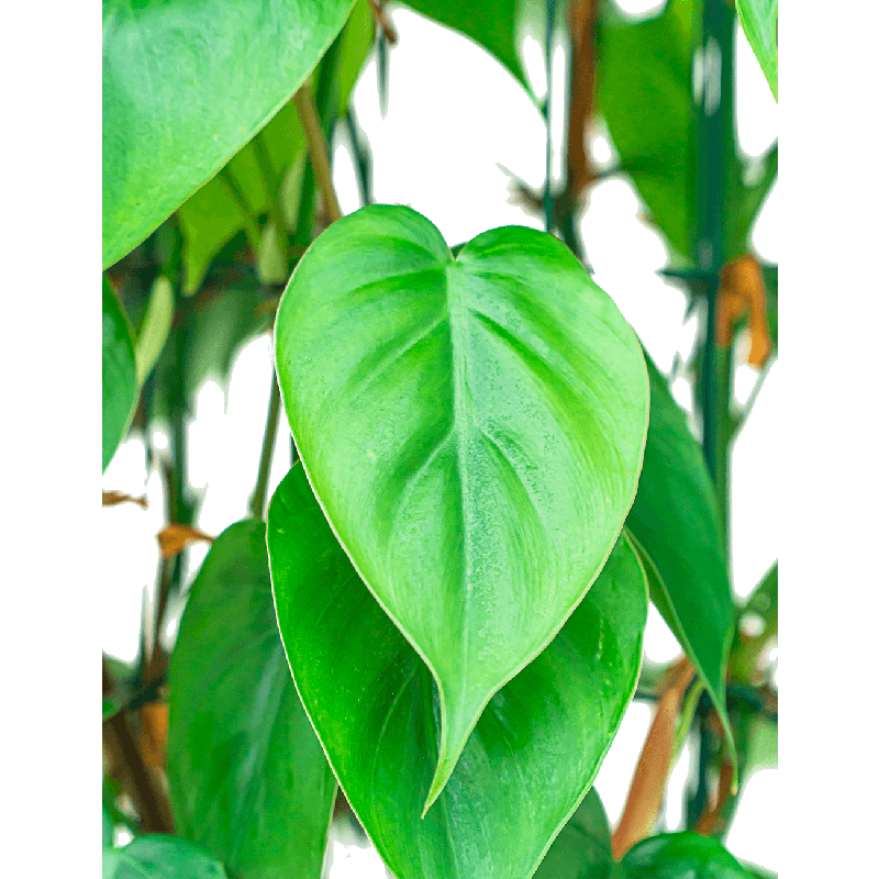 Philodendron Scandens draadzuil 