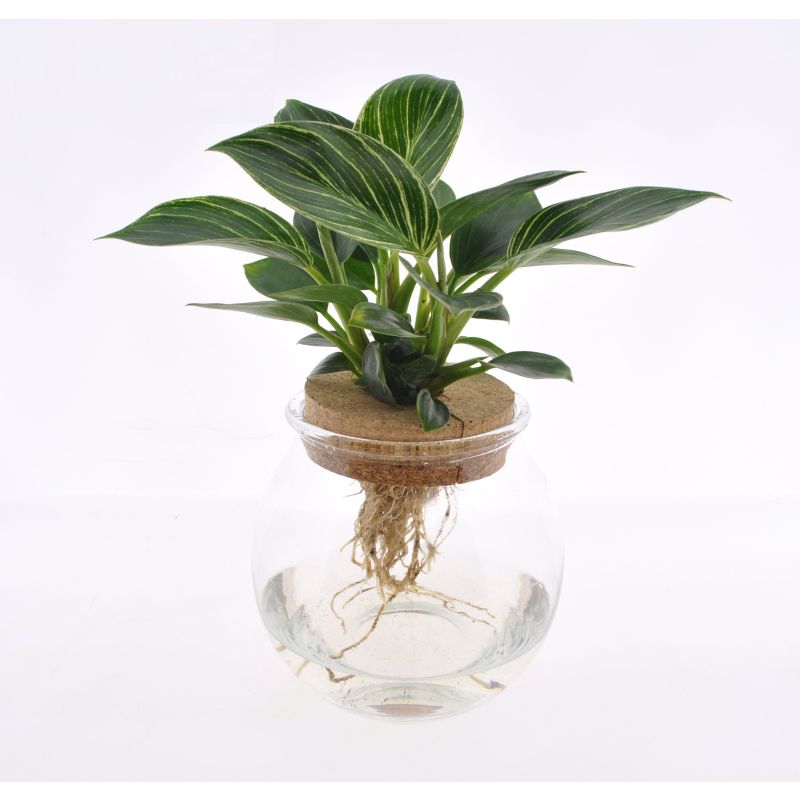 Philodendron White Wave in bolglas