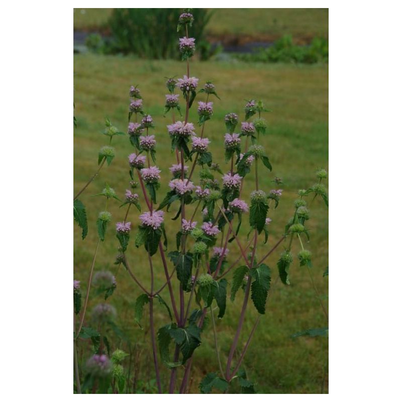 Phlomis Amazone 