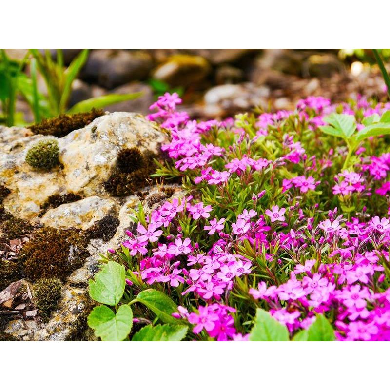 Phlox subulata Atropurpurea