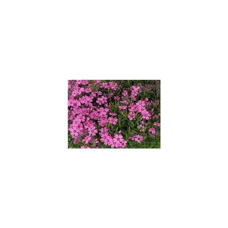 Phlox subulata Atropurpurea