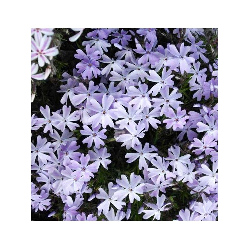 Phlox subulata 'Emerald Cushion Blue'