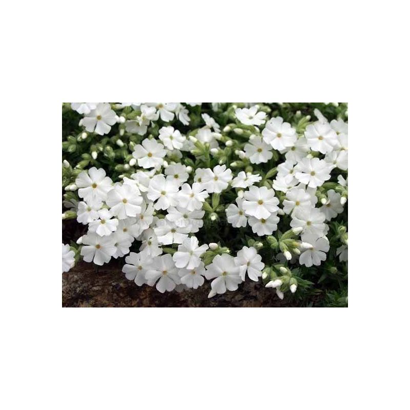 Phlox Maischnee