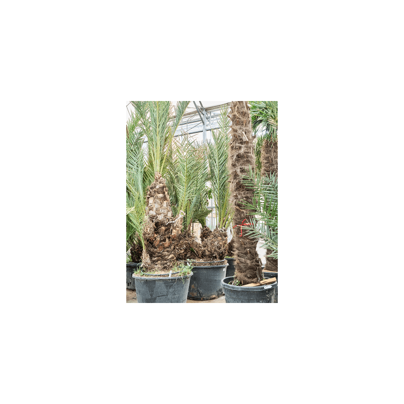 Phoenix dactylifera 2-stam