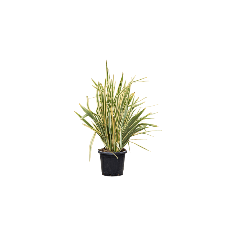 Phornium Variegatum