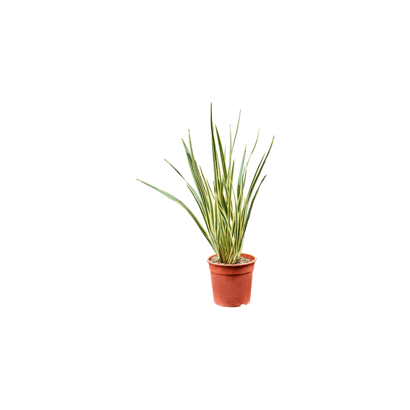 Phornium Variegatum