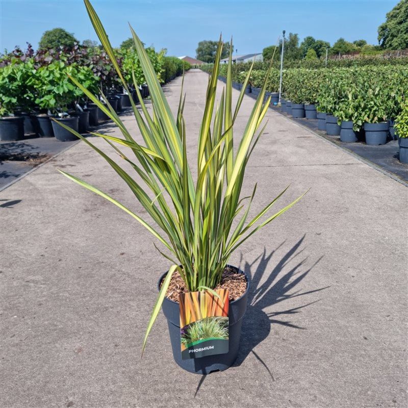 Phormium Apricot Queen