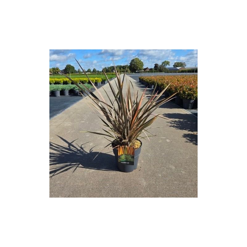 Phormium Flamingo