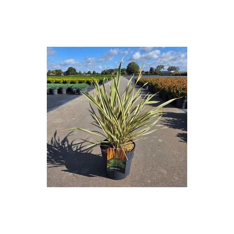 Phormium Golden Ray