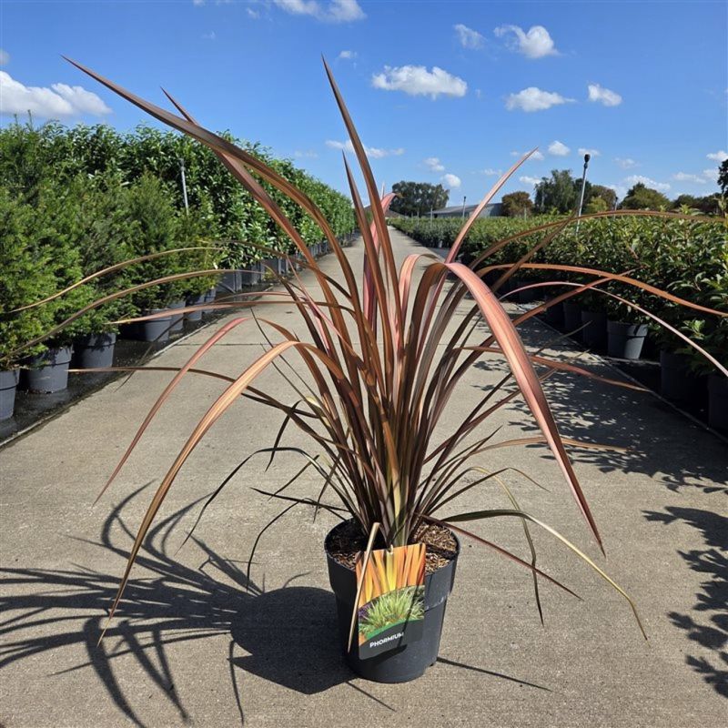 Phormium Platts Black