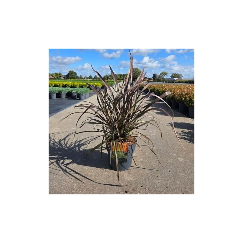 Phormium Rainbow Queen