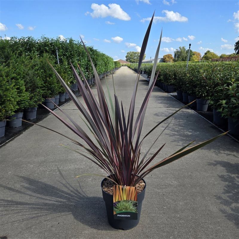 Phormium Sundowner