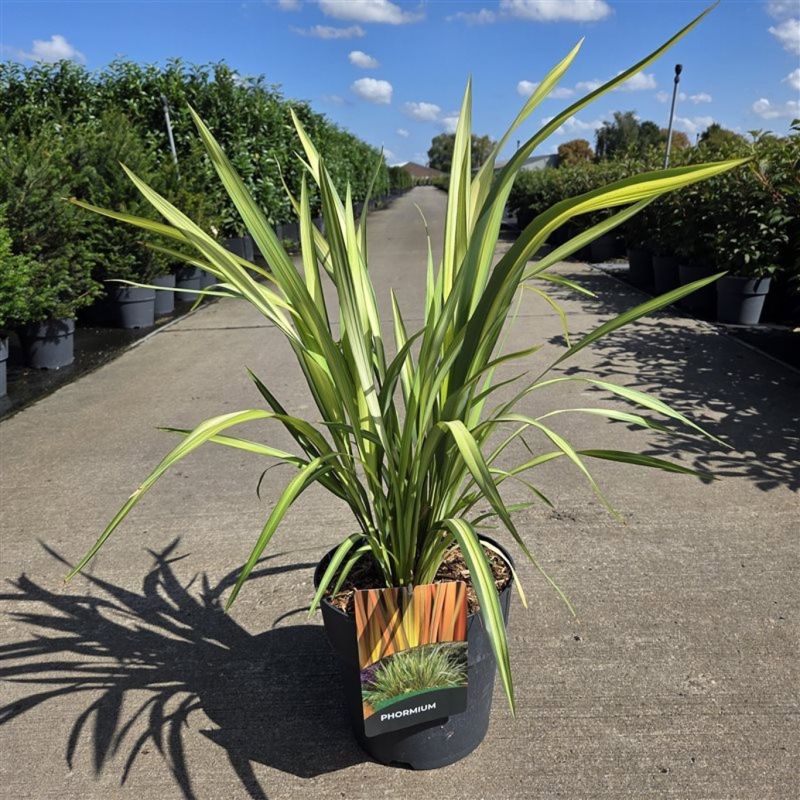 Phormium Yellow Wave