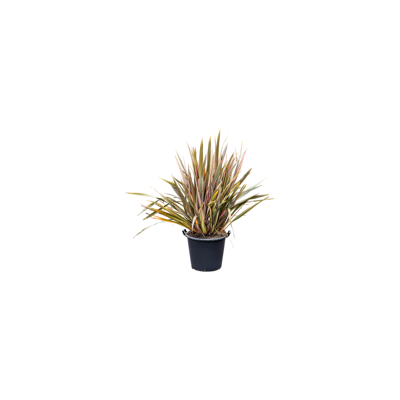 Phornium Pink Stripe