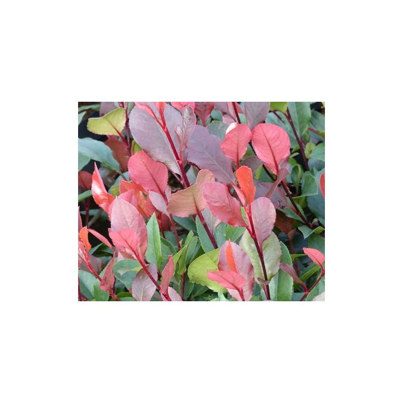 Photinia Fraseri 'Red Robin' - haagelement