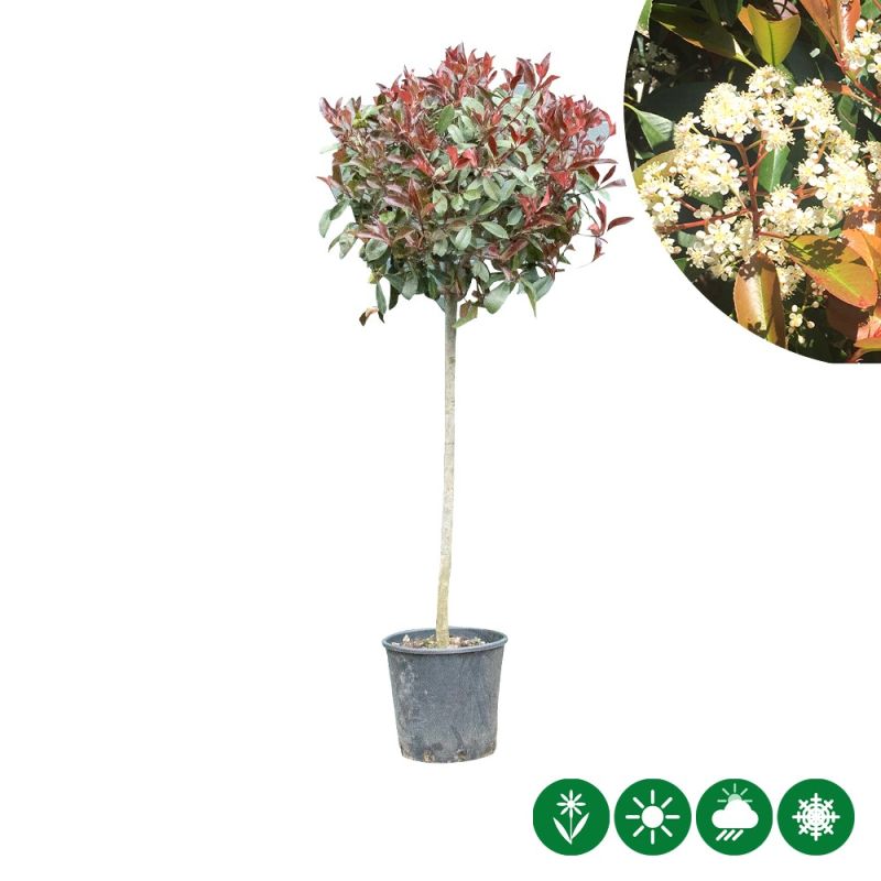 Photinia Red Robin - bolvorm volgroeid