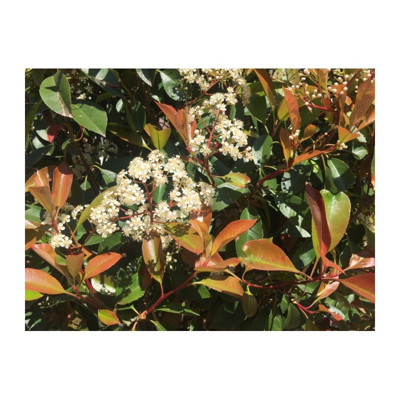 Photinia Fraseri Red Robin - vierkant dak