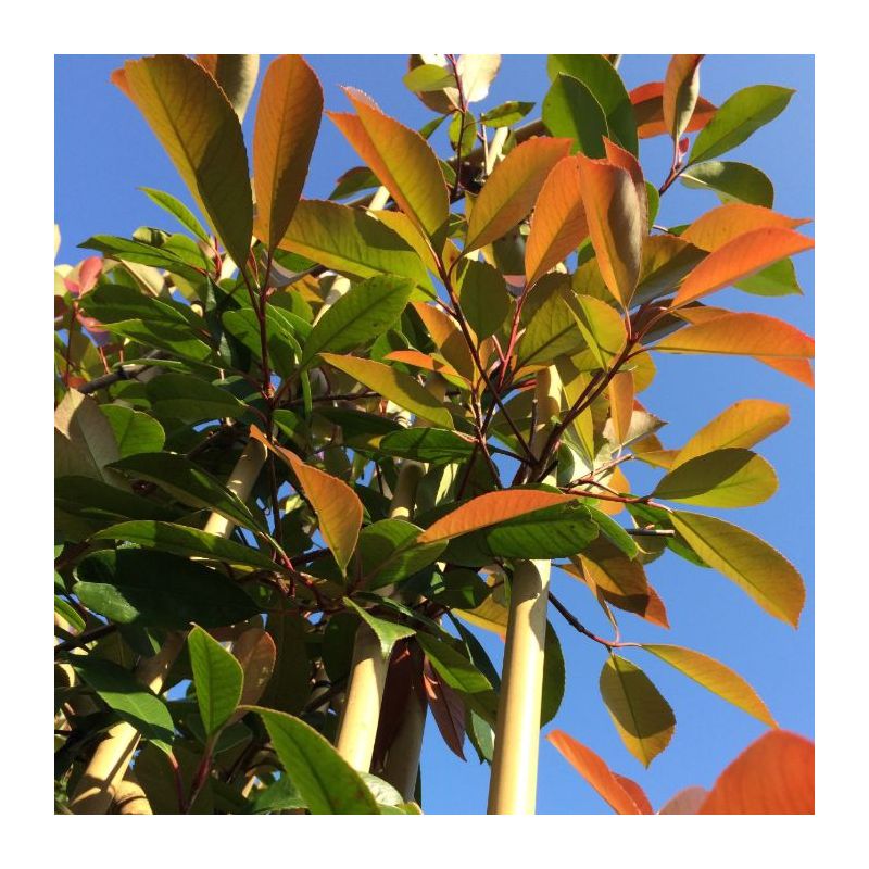 Photinia Fraseri 'Red Robin' - vierkant dak