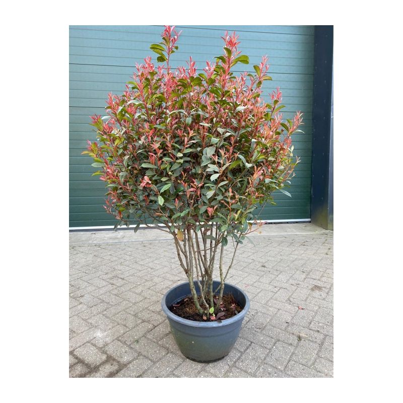 Photinia Fraseri 'Red Robin' - meerstammig