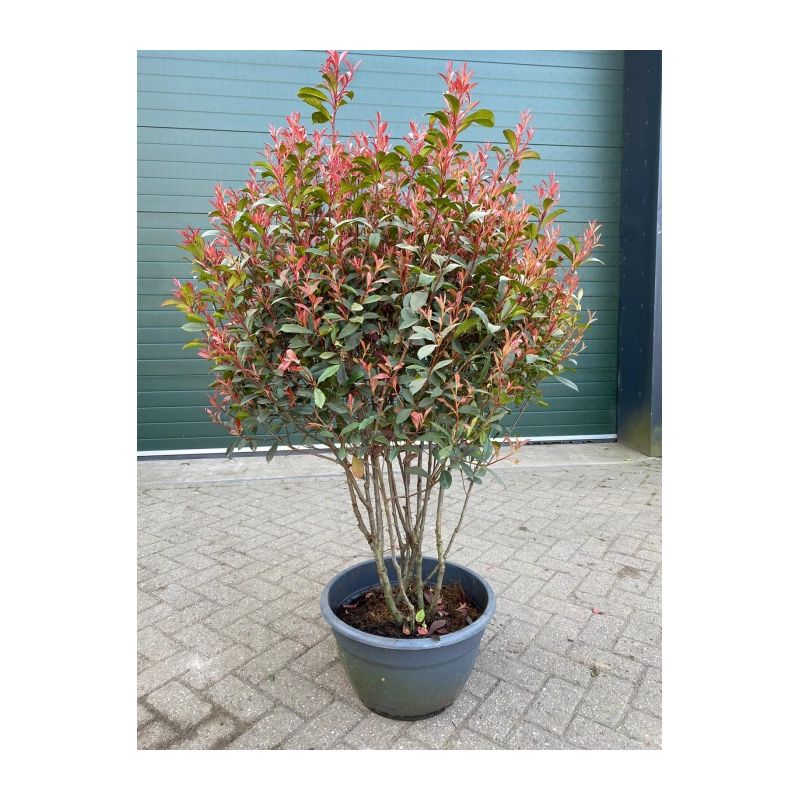 Photinia Red Robin - meerstammig