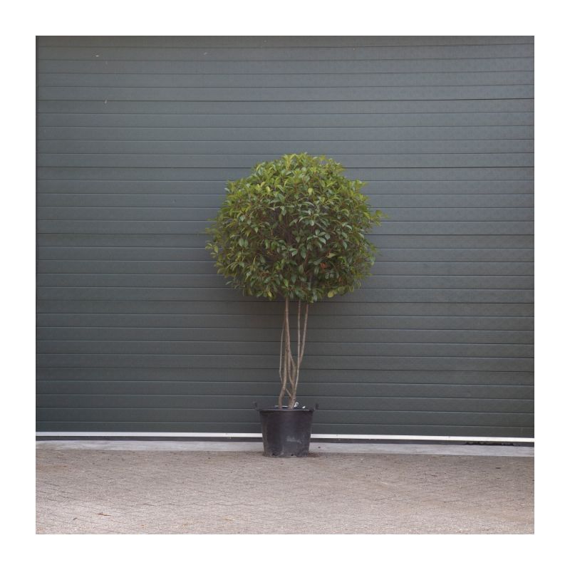 Photinia Fraseri Red Robin - meerstammig