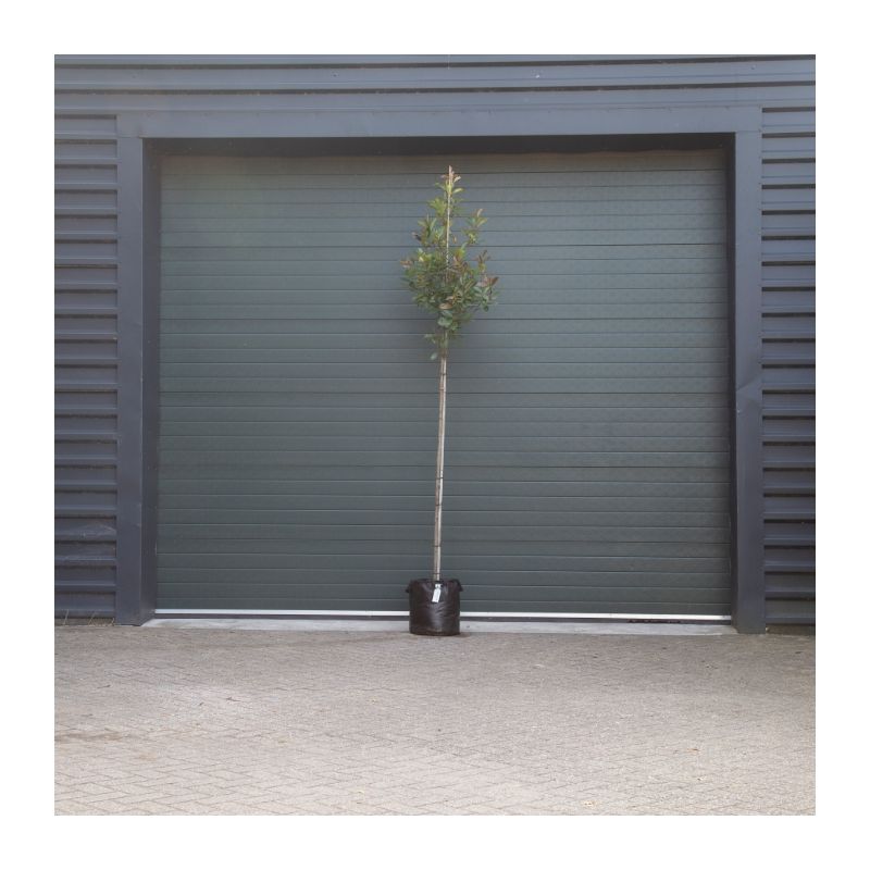 Photinia Fraseri Red Robin