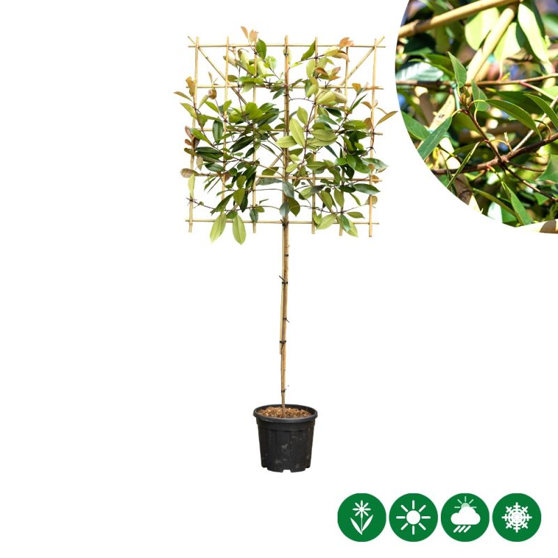 Photinia Red Robin - leiboom laagstam