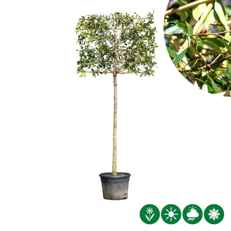 Photinia Red Robin - leiboom volgroeid