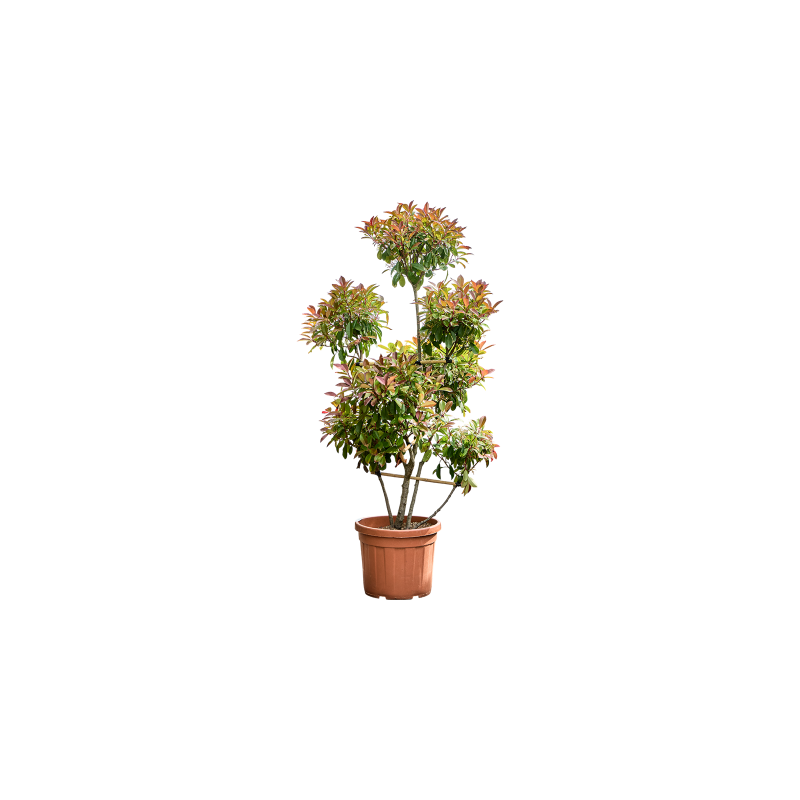 Photinia Corallo - pon pon
