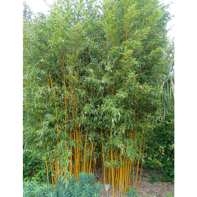 Phyllostachys aureosulcata 'Aureocaulis'