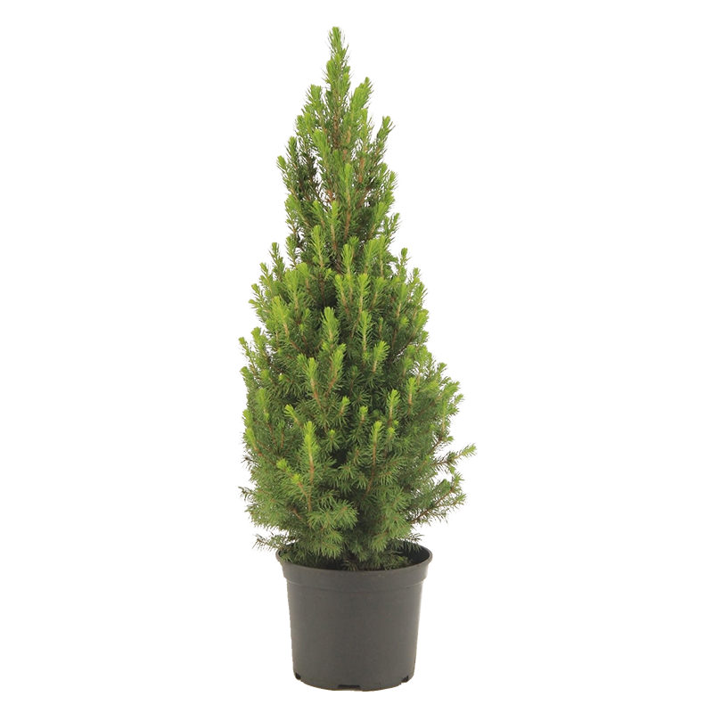Picea glauca 'Conica' 60 cm